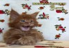 Фото Котёнок мейн кун красный солид. Шоу класс. Питомни