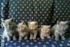 Фото Британские котята. Голубые классические.